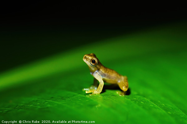 Tiny baby frog sitting on a large leaf Picture Board by Chris Rabe