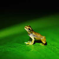 Buy canvas prints of Tiny baby frog sitting on a large leaf by Chris Rabe