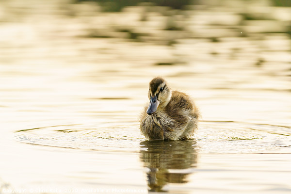 Mallard duckling in a pond one early morning Picture Board by Chris Rabe