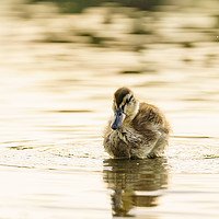 Buy canvas prints of Mallard duckling in a pond one early morning by Chris Rabe