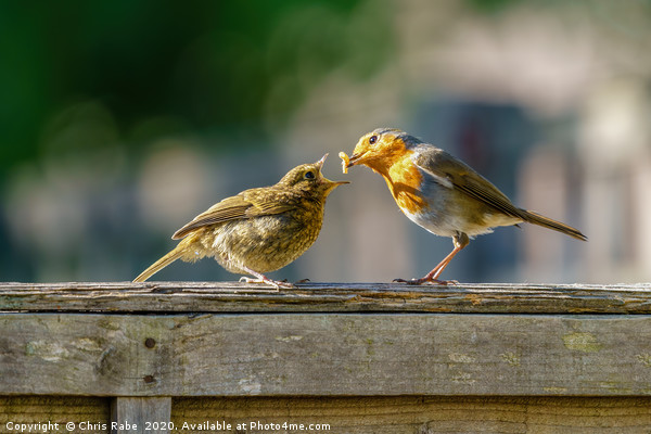 European Robin juvenile being fed Picture Board by Chris Rabe
