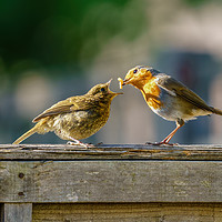 Buy canvas prints of European Robin juvenile being fed by Chris Rabe