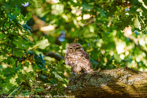 Little Owl surrounded by summer foliage Picture Board by Chris Rabe