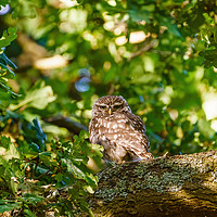 Buy canvas prints of Little Owl surrounded by summer foliage by Chris Rabe