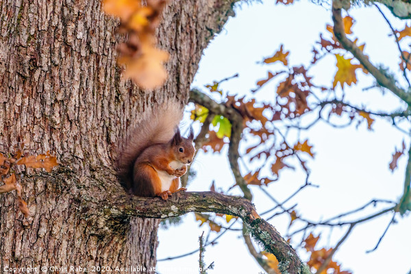 red squirrel part way up a tree sitting on a branc Picture Board by Chris Rabe