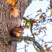 Buy canvas prints of red squirrel part way up a tree sitting on a branc by Chris Rabe