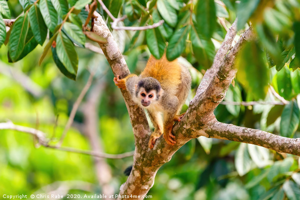 Common Squirrel Monkey looking up to camera Picture Board by Chris Rabe