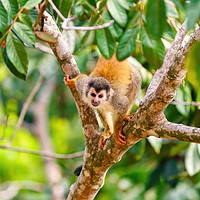 Buy canvas prints of Common Squirrel Monkey looking up to camera by Chris Rabe