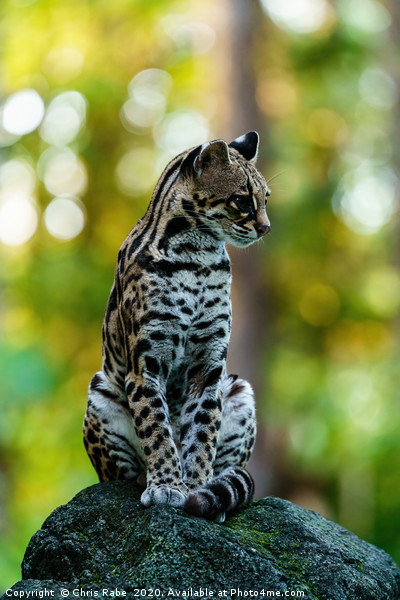 Wild Female Margay early morning in forest Picture Board by Chris Rabe