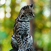 Buy canvas prints of Wild Female Margay early morning in forest by Chris Rabe
