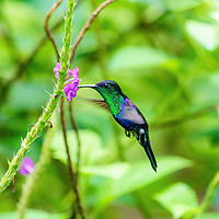 Buy canvas prints of violet-crowned woodnymph feeding by Chris Rabe