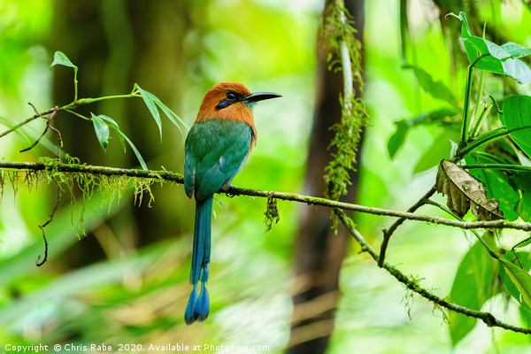 Broad-billed Motmot in dense jungle Picture Board by Chris Rabe
