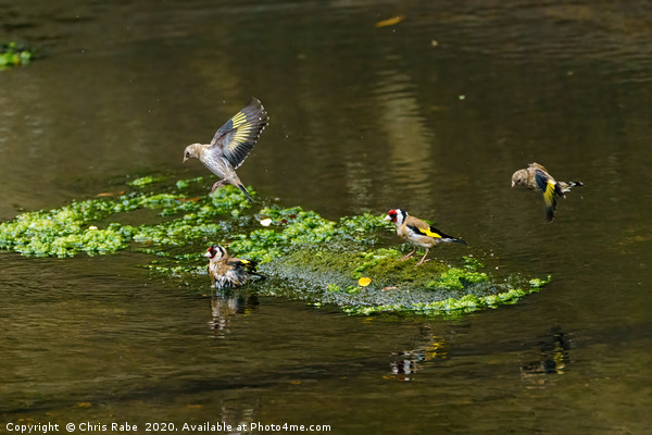 European Goldfinch bathing in a small river Picture Board by Chris Rabe