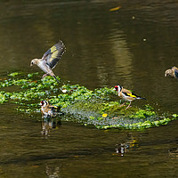 Buy canvas prints of European Goldfinch bathing in a small river by Chris Rabe
