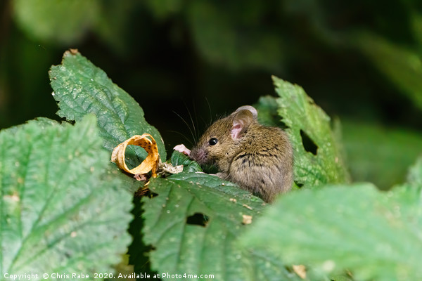 Wild House Mouse sitting on a leaf Picture Board by Chris Rabe