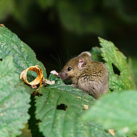 Buy canvas prints of Wild House Mouse sitting on a leaf by Chris Rabe