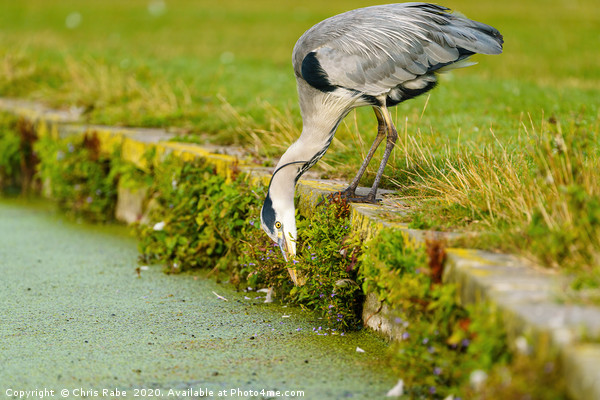 Grey Heron searching for food Picture Board by Chris Rabe