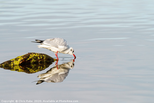 Black-headed gull reflection Picture Board by Chris Rabe