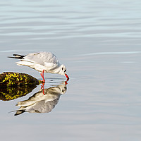 Buy canvas prints of Black-headed gull reflection by Chris Rabe