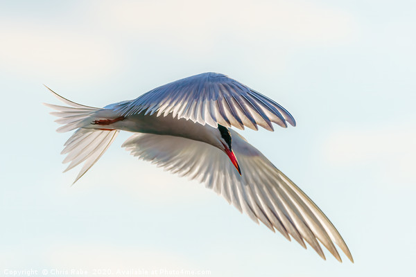 Common Tern  close-up in flight Picture Board by Chris Rabe