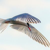 Buy canvas prints of Common Tern  close-up in flight by Chris Rabe