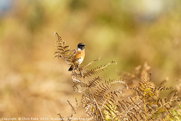 Male Stonechat  Picture Board by Chris Rabe