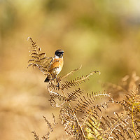 Buy canvas prints of Male Stonechat  by Chris Rabe