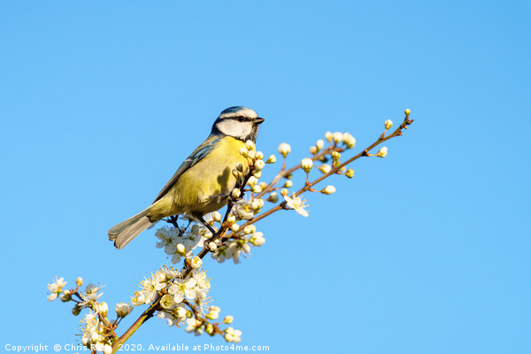 Blue Tit perched among blossoms Picture Board by Chris Rabe