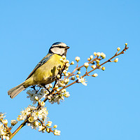 Buy canvas prints of Blue Tit perched among blossoms by Chris Rabe