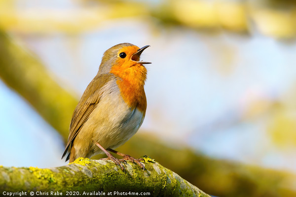 European Robin singing in early morning light Picture Board by Chris Rabe