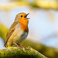 Buy canvas prints of European Robin singing in early morning light by Chris Rabe