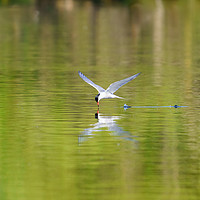 Buy canvas prints of Common Tern skimming water by Chris Rabe