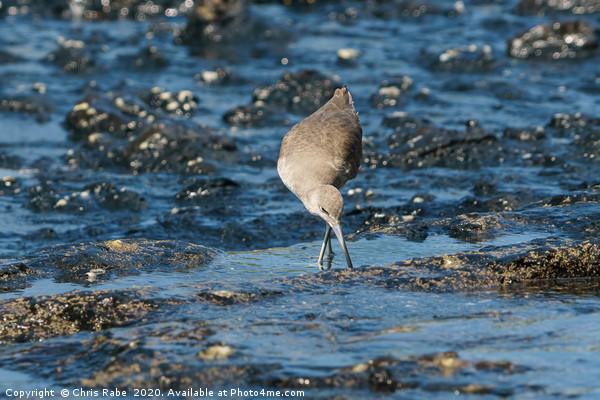 willet foraging for food at low tide Picture Board by Chris Rabe