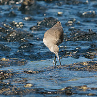 Buy canvas prints of willet foraging for food at low tide by Chris Rabe