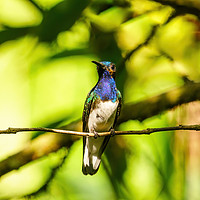 Buy canvas prints of white-necked Jacobin hummingbird by Chris Rabe