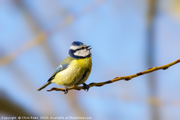 Blue Tit mid song Picture Board by Chris Rabe