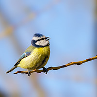 Buy canvas prints of Blue Tit mid song by Chris Rabe