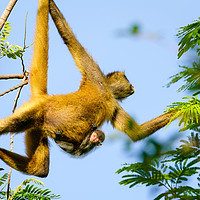 Buy canvas prints of Geoffroy's spider monkey with baby by Chris Rabe