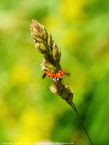Sixteen-Spot Ladybird taking off Picture Board by Chris Rabe