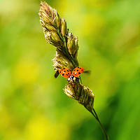 Buy canvas prints of Sixteen-Spot Ladybird taking off by Chris Rabe
