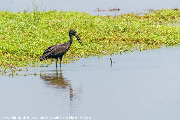 African Openbill stork Picture Board by Chris Rabe