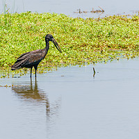 Buy canvas prints of African Openbill stork by Chris Rabe