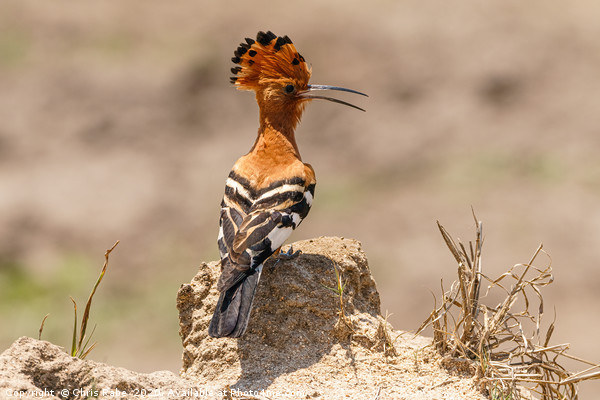 African Hoopoe standing on ground Picture Board by Chris Rabe