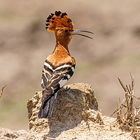 Buy canvas prints of African Hoopoe standing on ground by Chris Rabe