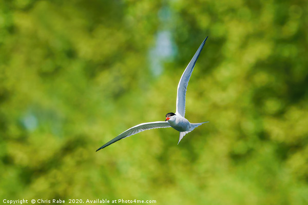 Common tern in flight Picture Board by Chris Rabe