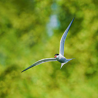 Buy canvas prints of Common tern in flight by Chris Rabe