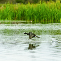 Buy canvas prints of Coot sprinting over water by Chris Rabe