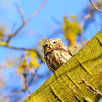 Buy canvas prints of Little Owl in autumn by Chris Rabe