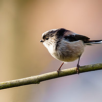 Buy canvas prints of Long-tailed tit in morning light by Chris Rabe