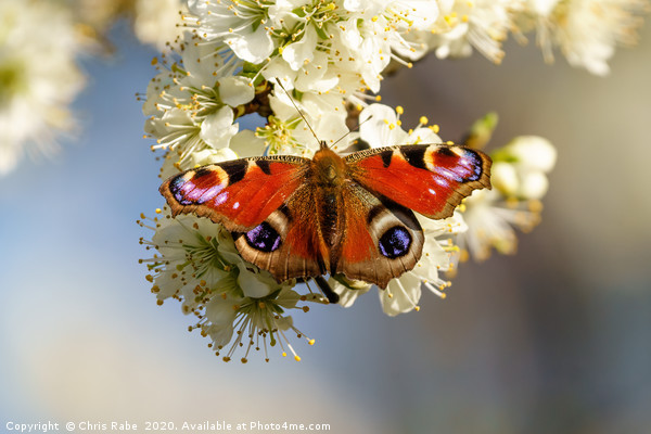 Peacock butterfly on spring blossom Picture Board by Chris Rabe